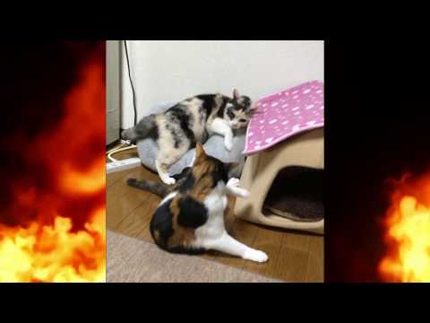 閲覧注意! 猫のマジ喧嘩！　桜と椛のゆっくり三毛日記　＃番外編