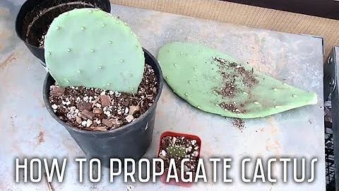 Unlocking the Secrets of Succulent Propagation: Prickly Pear and Agave