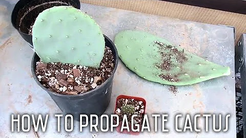 Como multiplicar cactos e agave | Guia prático passo a passo