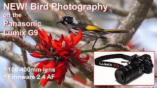 NEW BIRD PHOTOS on the Panasonic G9 with 100-400mm lens