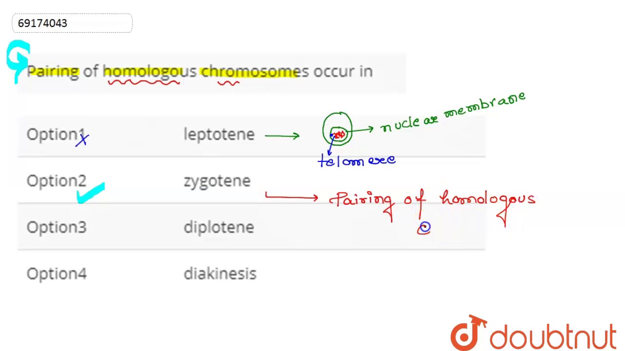Pairing of homologous chromosomes occur in - YouTube