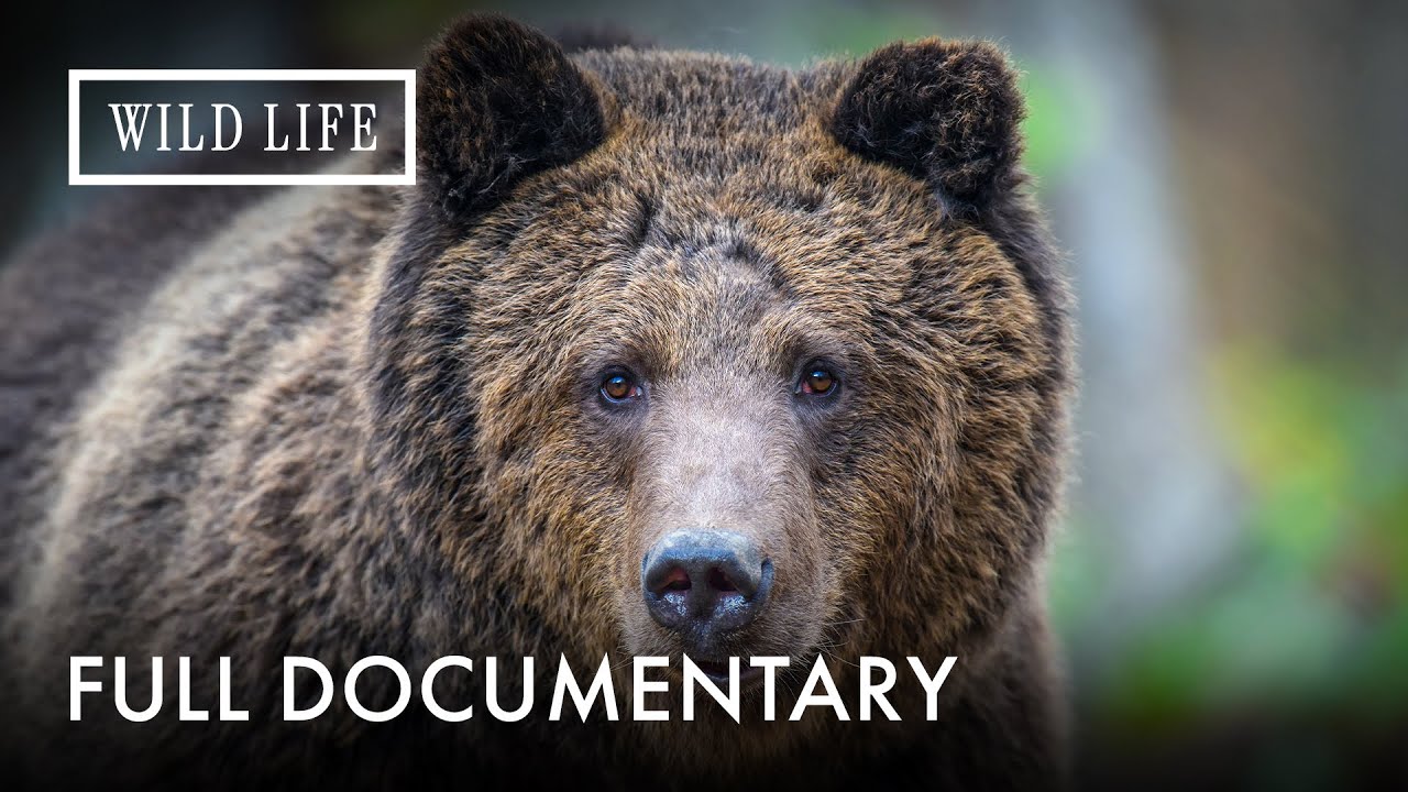 Grizzly: Yellowstone's Giant Predators | Grizzly | Full Documentary