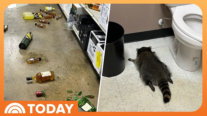 Raccoon Breaks Into Liquor Store, Passes Out on Bathroom Floor