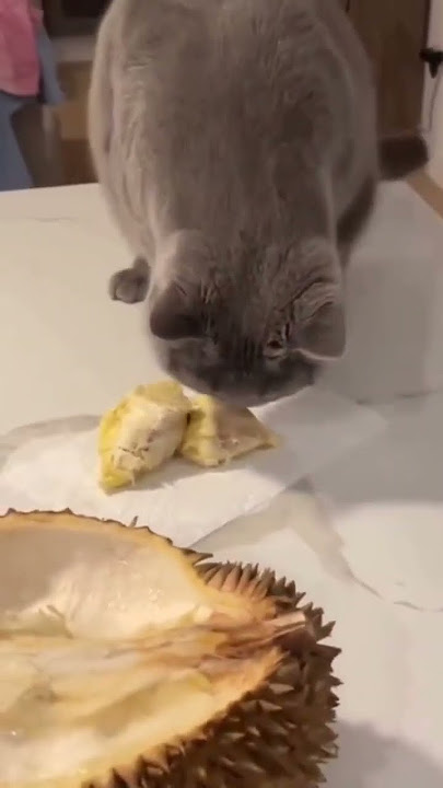ekpresi kucing saat mencium bau durian #durian #durianlover