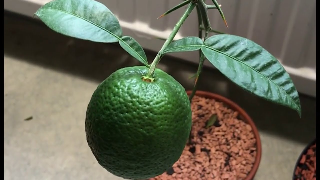 CITRUS FRUIT #1 | Indoor Citrus Yuzu Lemon Tree Yielding Fruit