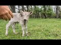 What is the story with this calf