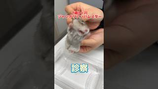 A 1-year-8-month-old Winter White hamster who ate a pet sheet and