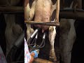 ياسمين بطاطس خبرة فى حلب البقر واصطياد العرس والسحالي