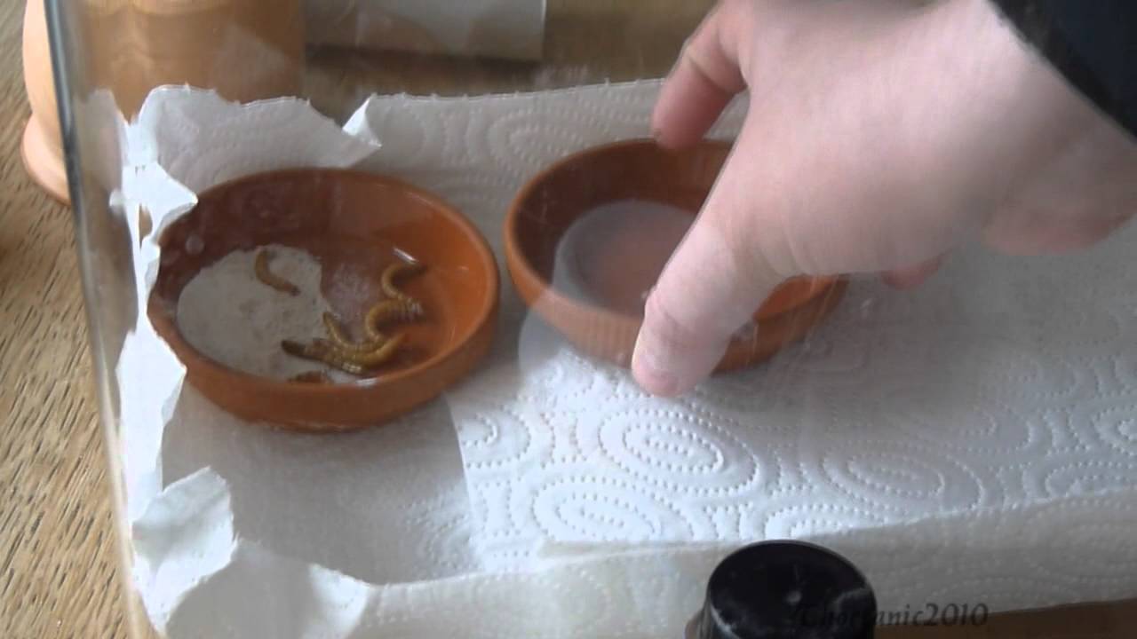 lizard skin grips New Reptile: Leopard Gecko !