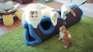 Kitty Marshy Visits Baby Brothers