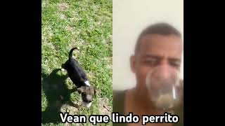 Cuidado… este perrito te va a enamorar 😍 Míralo bien y dime si te resististe 🥹#creaciondedios #fyp