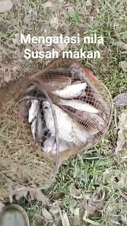 cara memancing ikan nila #edukasimancing #ikannila #fishing #mamcingliar