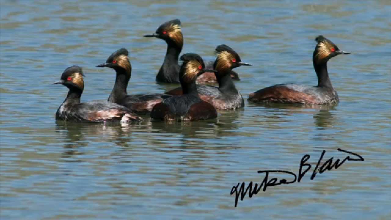 Eared Grebes MBO blog