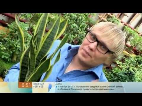 Сансевиерия от цистита