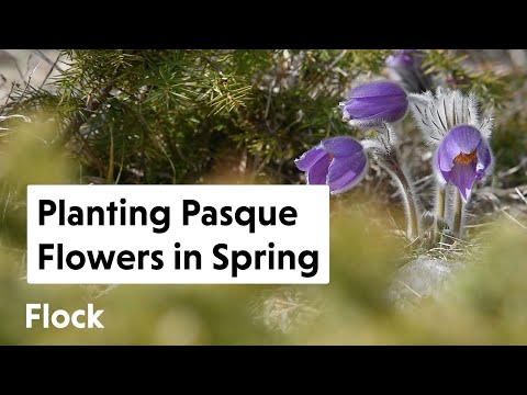 Video: Information om Pasque-blomster - pleje af Pasque-blomst i haven