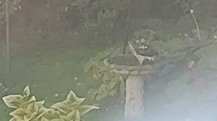 Sharpshin hawk in a birdbath