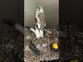 Just got a weasel back from the taxidermist and had to play a little dress up 😅 Like and subscribe!