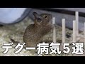 デグー(degu)病気5選！絶対に知るべき（テロップを1文字間違えた動画）