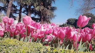 ♦  Pink tulips  ♦