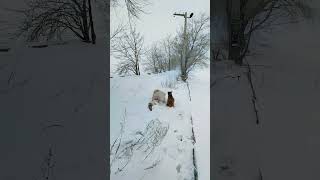 А Как Вы Гуляете С Собакой???