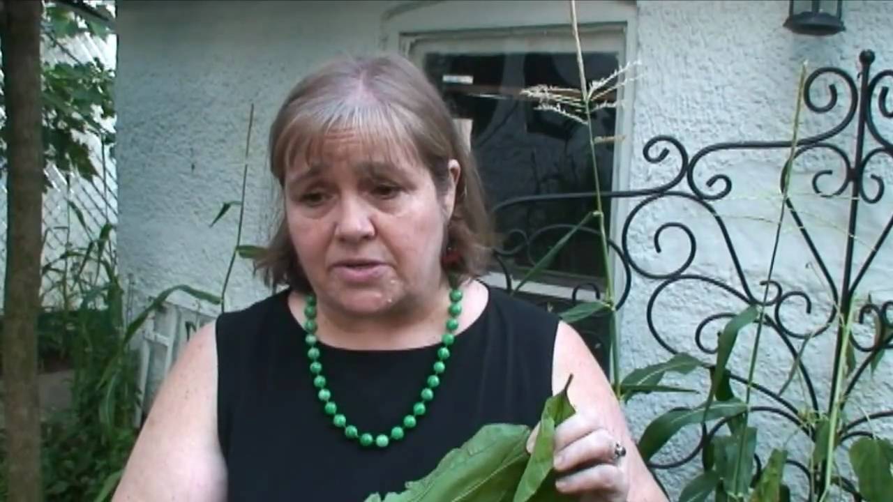 How to Make a Plantain Poultice -That Could Save Your Life - YouTube
