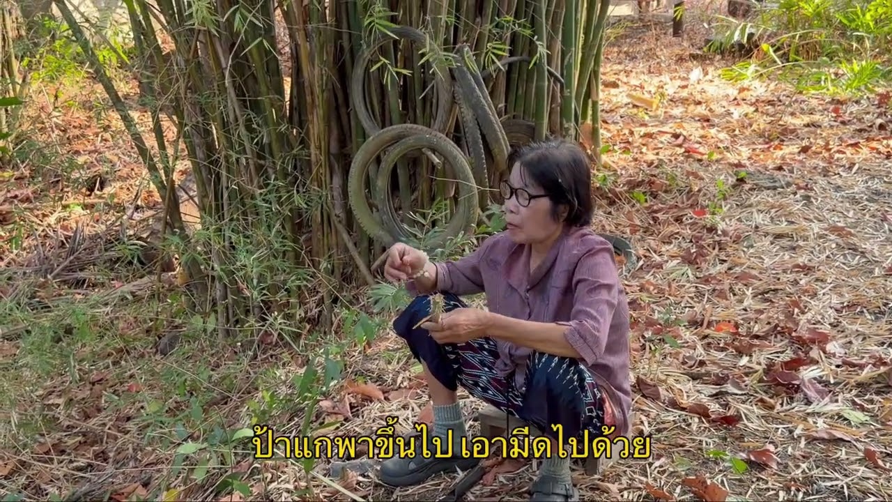 EP.2 ตัดต้นหวายกันจ้า เพื่อนๆ เคยทานไหมคะ..? 🎋 #ตามติดชีวิตโบ้โบ้ #บ้านและสวน #ของป่าหายาก #ต้นหวาย