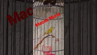 Download Lagu pleci Macok Muria bongkar isian MP3 Download Lagu pleci Macok Muria bongkar isian MP3