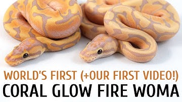 Coral Glow Fire Woma Ball Python - World