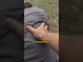 Cop Captures the Shocking Police Dog Takedowns