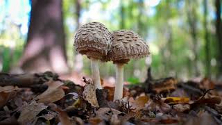 The Future of Construction: Growing Our Homes with Mycelium 🍄🏗️
