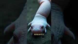 The Smiling Healer: Why We Need the Axolotl #shorts