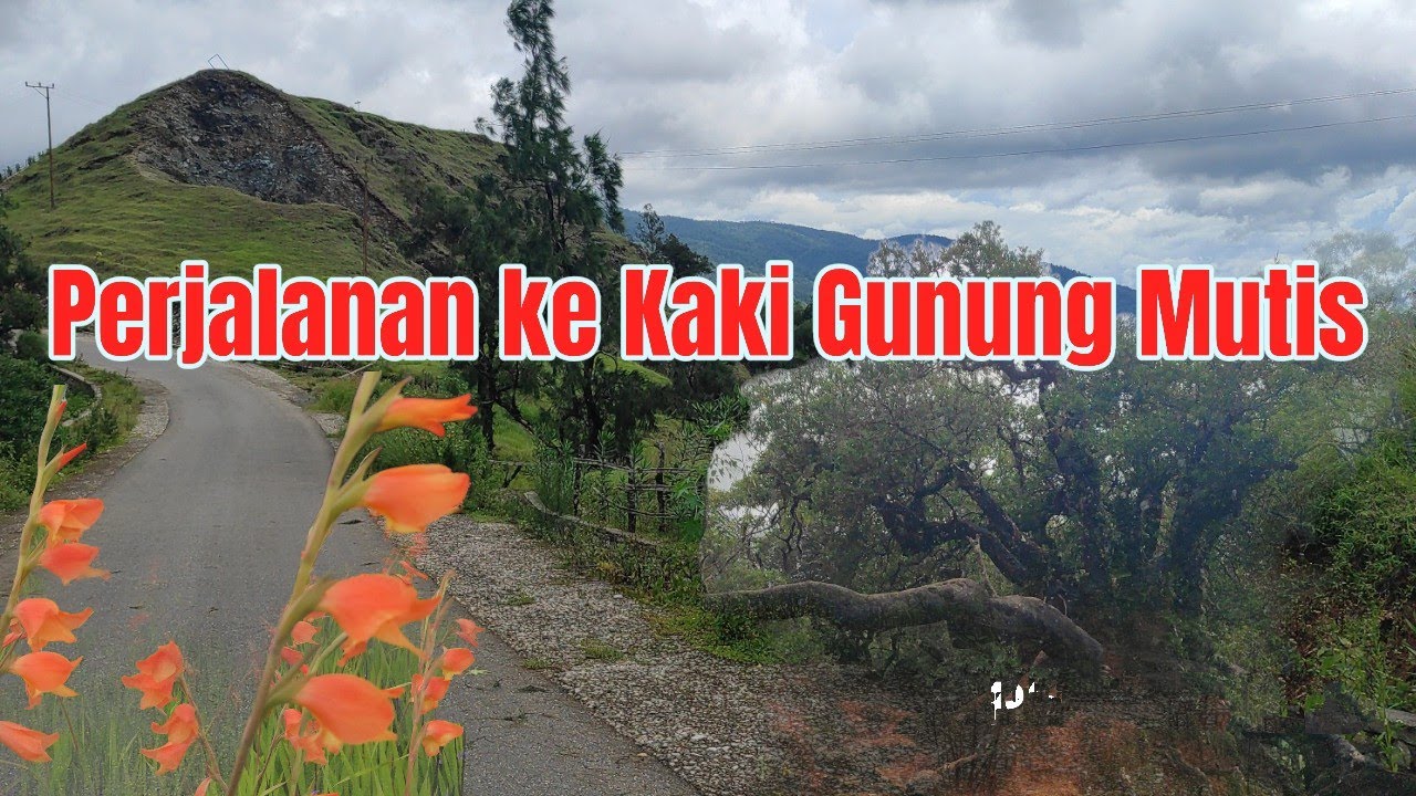 Perjalanan ke Kaki Gunung Mutis || Hutan Pinus, Hutan Bonsai