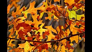 Оркестр Поля Мориа - Осенние листья