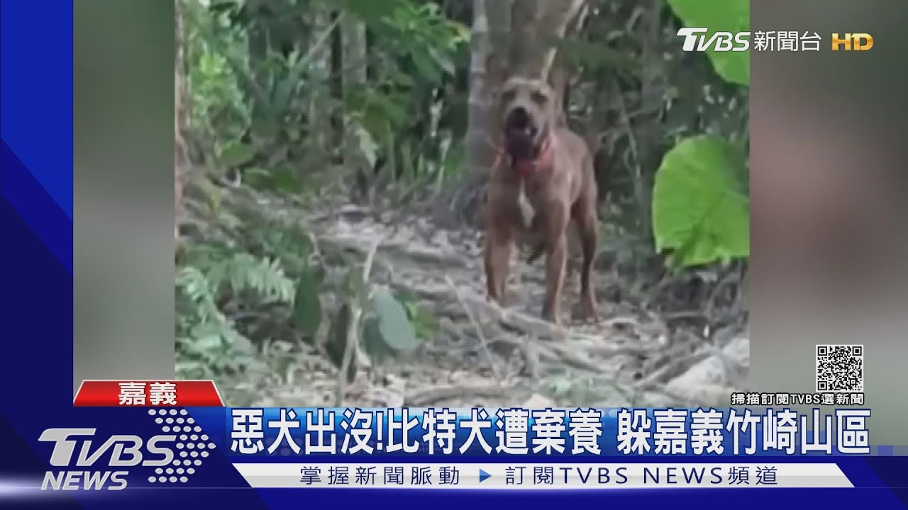 惡犬出沒竹崎山區 比特犬遭棄養咬死3隻寵物狗在逃 Tvbs新聞 Youtube