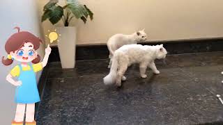 #cats jumping in stairs | #youtube cats jumping in stairs | #pet #cat  #funnycats #cute #bollywood