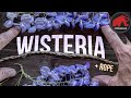 The beautiful and deadly wisteria  an amazing plant