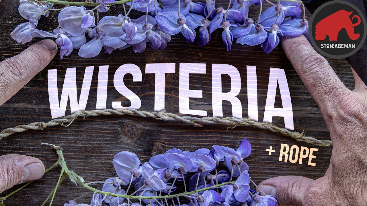 Can You Grow Wisteria In New England?