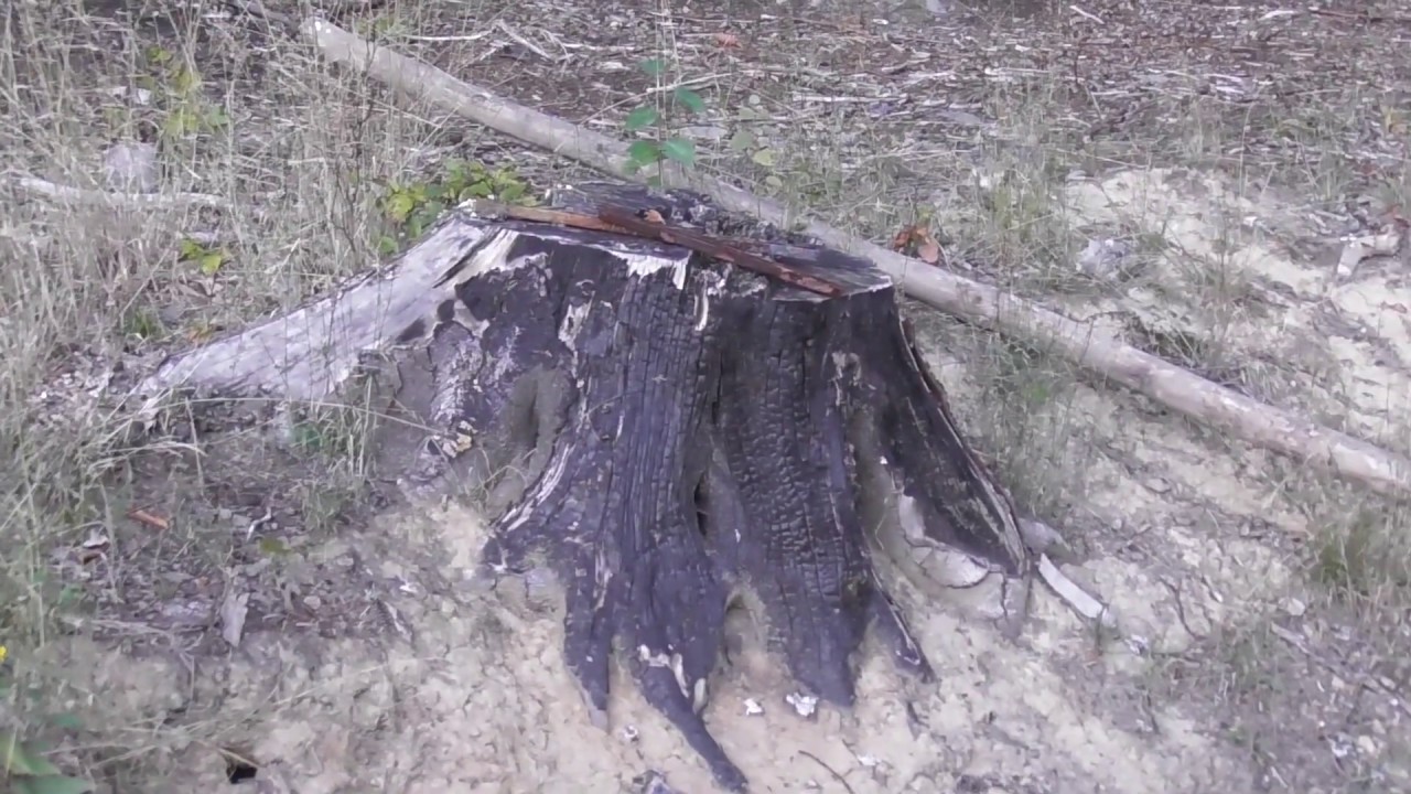 Waldspaziergang im Spätsommer! Forest walk in late summer!