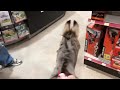 Tiny Tim The Donkey Goes To The Hardware Store
