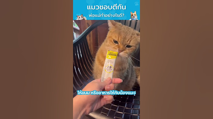 แมวตีกัน เจ้าของปวดหั๊ว ปวดหัว  ...ทำไงดีนะ   l EP.25 อยู่กับหมาแมว101 by VetSynova