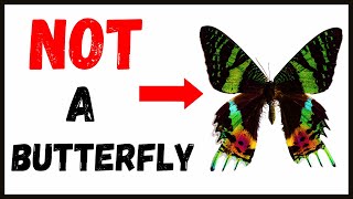 What happens if you MAGNIFY a Madagascan Sunset Moth?