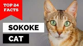 99% of Sokoke Cat Owners Don't Know This by Cats Wiz 110 views 1 month ago 6 minutes, 26 seconds