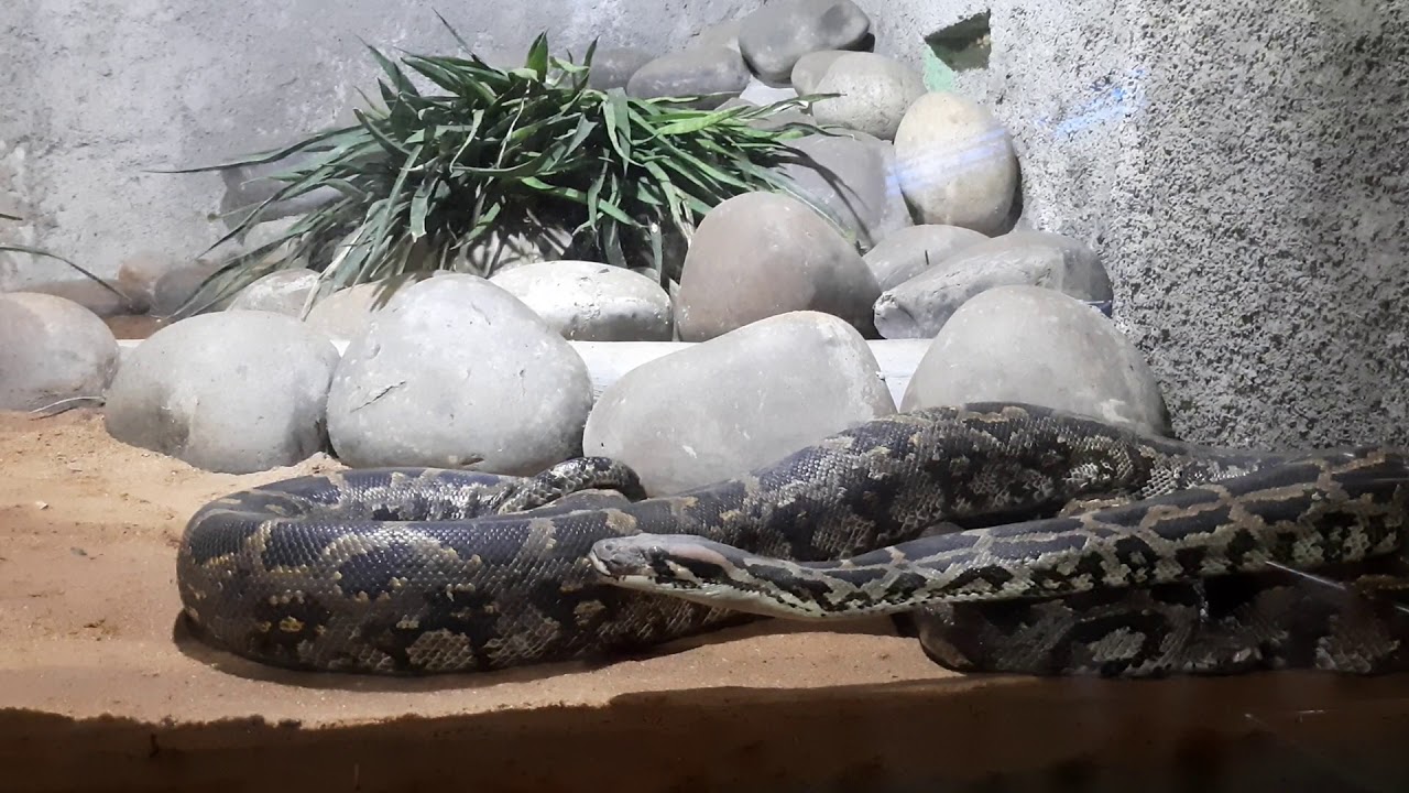 Reticulated Python | Indian Python in Chennai Snake Park, Guindy ...