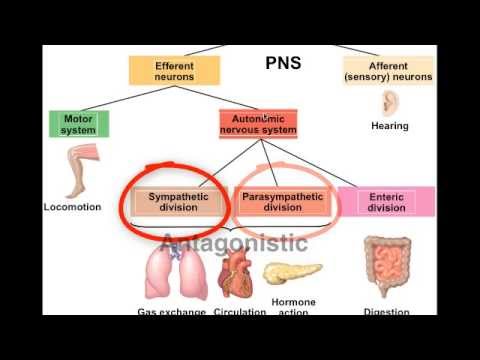 Introduction to Nervous system - YouTube