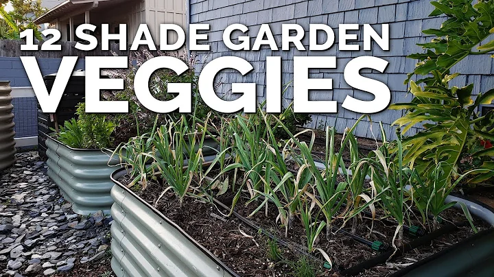 12 Perfect Vegetables To Grow in a Shady Garden Space - DayDayNews
