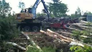 Chipping the Schaefer forest