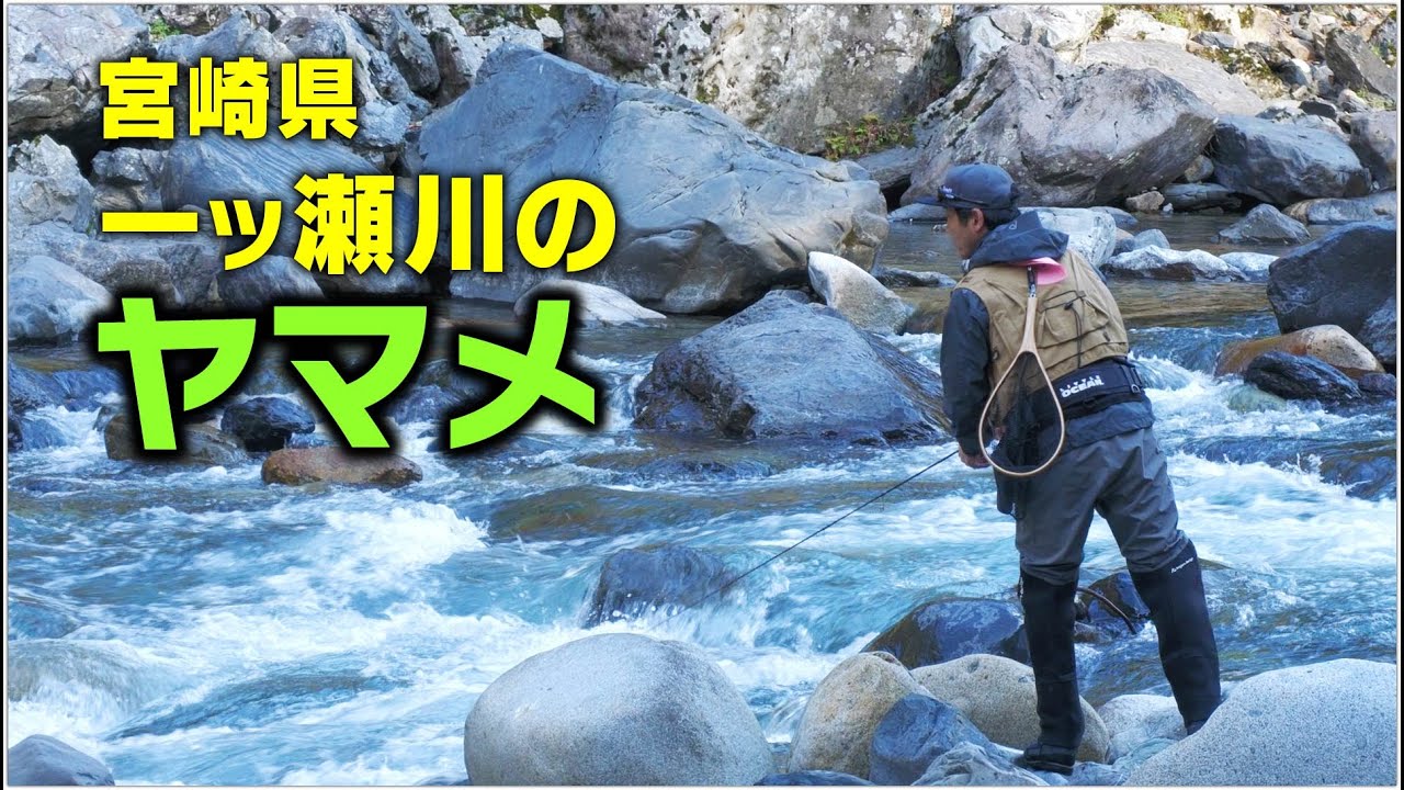 宮崎県一ツ瀬川のヤマメ