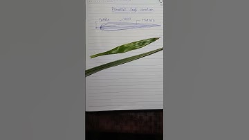 Parallel venation (Leaf) @Science24