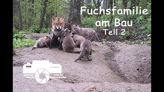 Fuchsfamilie am Bau Teil 2, Fuchs, Füchse, Rotfuchs, Welpen, Fuchsbau, Tierdoku, Naturdoku, Tierfilm