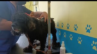 Cocker Spaniel shave-Down